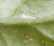 gallmilbe.webp gallmilbe.webp