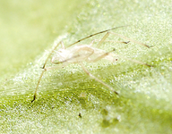 gallmilbe2.webp gallmilbe2.webp