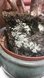 WhatsApp Image 2019-05-31 at 18.07.51.webp