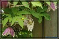 C. songarica Propertius.webp