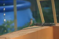 DSC07754.webp