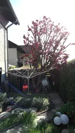 IMG_20190601_085123.webp