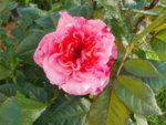 DSCN2376.JPG