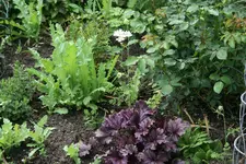 Juni  0519.webp