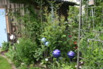 Juni  0819.JPG
