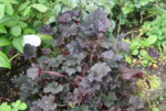 Heuchera1119.JPG