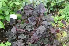 Heuchera1119.webp