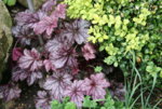 Heuchera1519.JPG