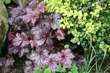 Heuchera1519.webp