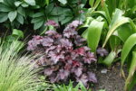 Heuchera1919.JPG