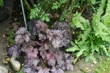 Heuchera2019.webp