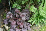 Heuchera2019.JPG