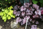 Heuchera2119.JPG