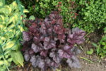 Heuchera2219.JPG