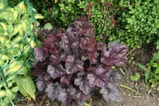 Heuchera2219.webp