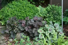 Heuchera2519.webp
