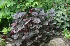 Heuchera2619.webp
