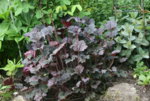Heuchera2619.JPG