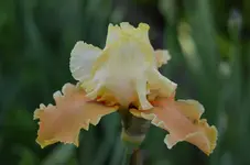 englischarme.webp