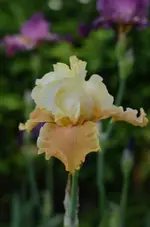 englishcharme.webp