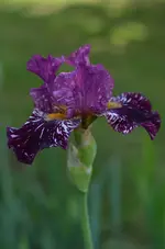 Kinjaju shrew (2).webp