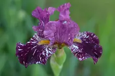 Kinjaju shrew.webp