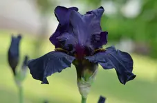 oldblackmagic.webp