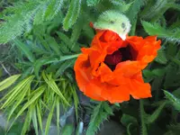 DSCF2209.JPG
