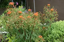 Euphorbia1119.webp
