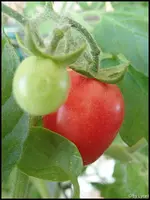 c068.webp
