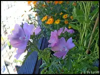 c070.webp