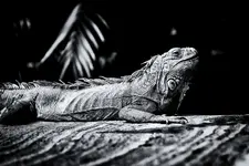Leguan.webp