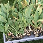 2019-06-02 Tulpenzwiebeln aus Dahlienbeet.webp