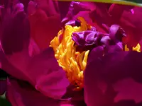 image009.webp