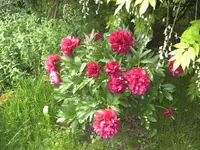 BILD1065.webp