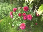 BILD1065.JPG