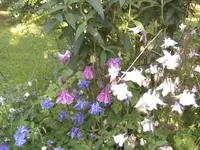 BILD1074.webp