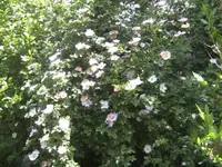BILD1103.webp