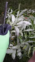 IMG-20190523-WA0013.webp