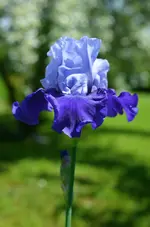dream lover.webp