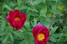 DSC07775.webp