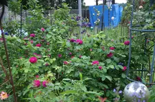 DSC07780.webp