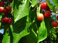 DSC00330.webp