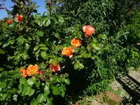 DSC00333.webp