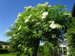 DSC00327.JPG