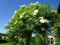 DSC00327.webp