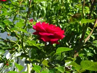 DSC00329.webp