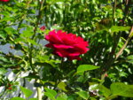 DSC00329.JPG
