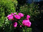 DSC00335.JPG