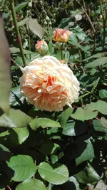 IMG_20190602_131226.webp